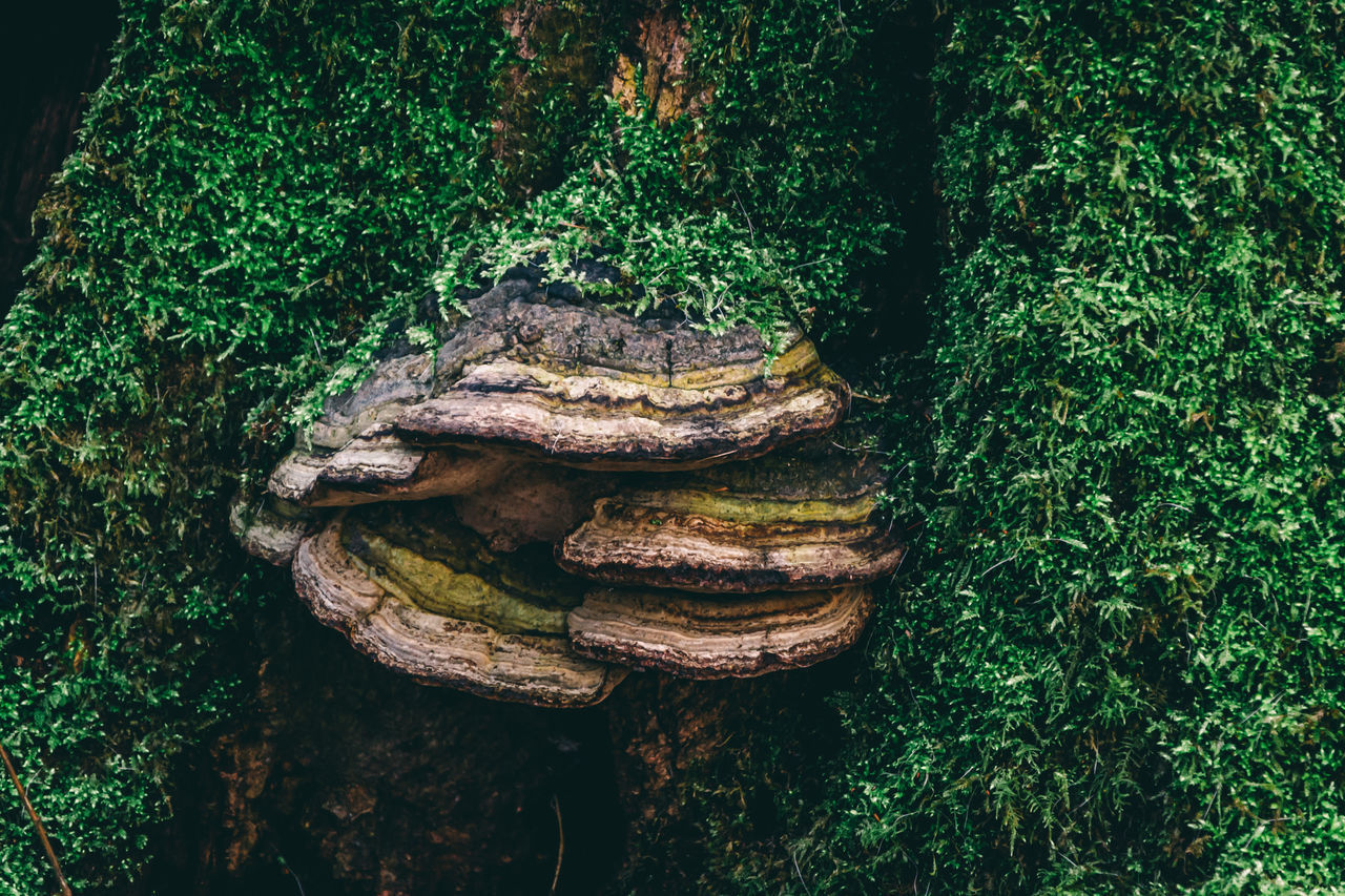 CLOSE-UP OF TREE TRUNKS IN FOREST