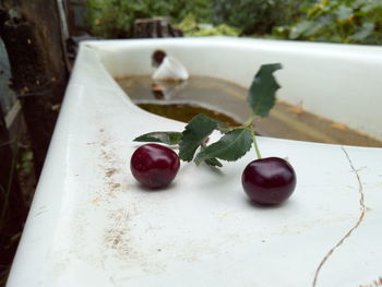 Cherry on an old bath in the garden