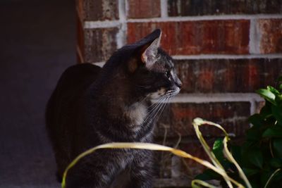 Close-up of a cat against wall