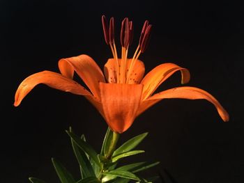 Orange lily against black background