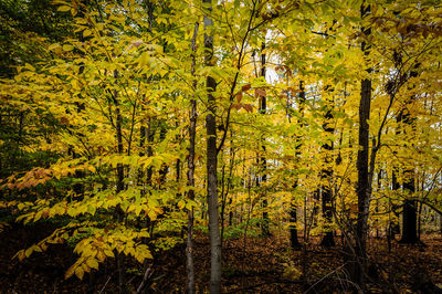 Full frame shot of trees in forest during autumn