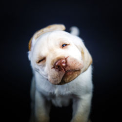 Close-up portrait of dog against black background