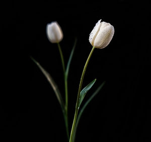 Close-up of white flowering plant against black background