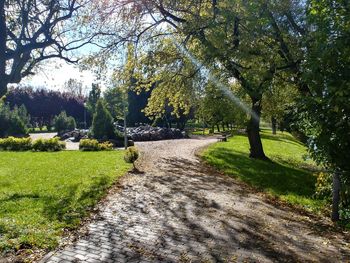 Trees growing in park