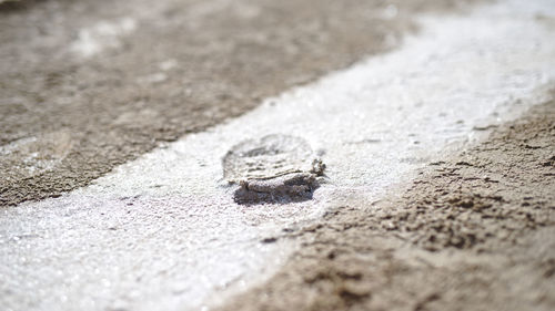 High angle view of crab on sand