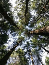 Low angle view of trees in forest