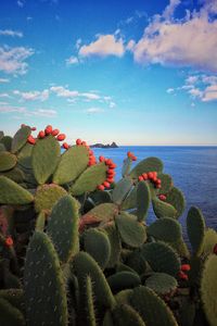 Close-up of cactus plants growing by sea