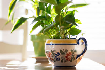 Close-up of potted plant on table