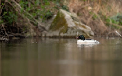 Duck swimming in lake