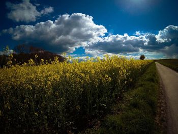 Scenic view of agricultural field against sky