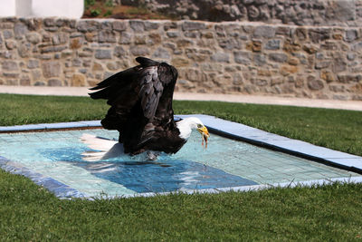 Black bird flying over grass