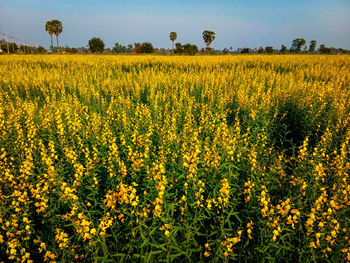 Scenic view of oilseed rape field