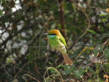 Close-up of bird perching on branch