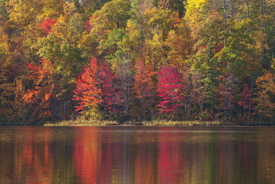 Scenic view of lake in forest during autumn