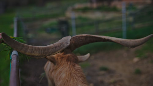 Close-up of a horse on field