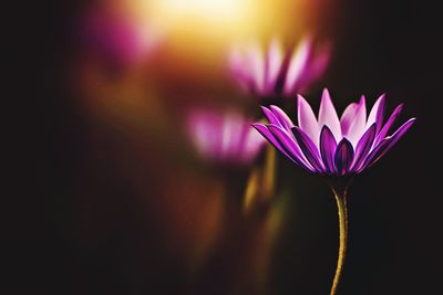 Close-up of purple flower blooming at night