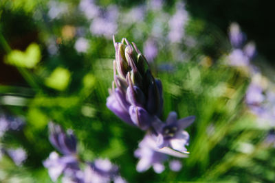 Close-up of purple flowering plant