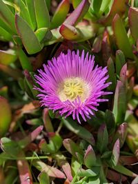 Close-up of pink flowering plant