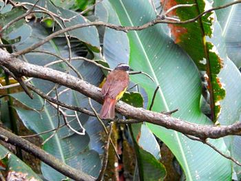 Close-up of bird perching on tree