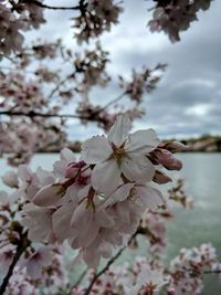 Close-up of white flowers blooming on tree