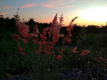 View of flowering plants on field during sunset