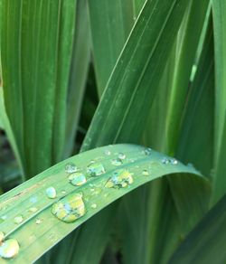 Close-up of raindrops on green leaves