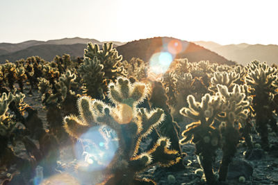 Plants growing on field against sky