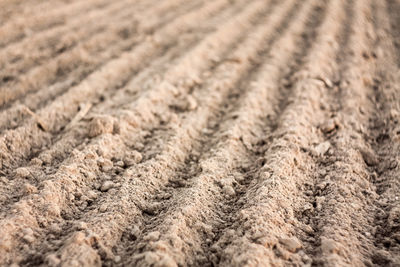 Full frame shot of agricultural field