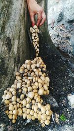 Cropped hand picking mushroom from tree trunk