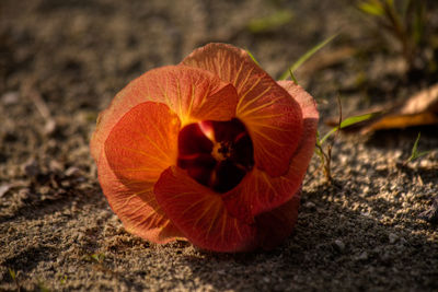 Close-up of orange flower on field