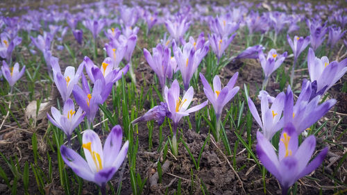 Close-up of purple crocus flowers on field