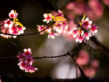 Close-up of pink flowering plant