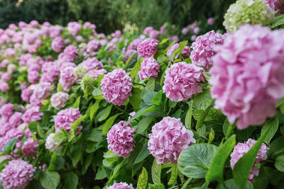 Close-up of pink flowering plants