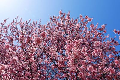 Low angle view of pink flowers