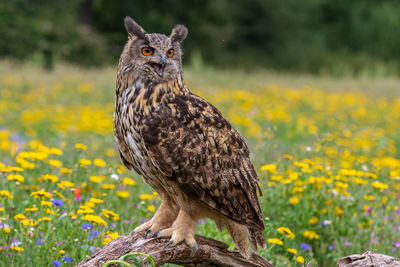 Close-up of bird