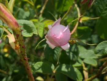 Close-up of pink flowering plant