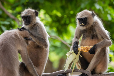 Indian monkeys 