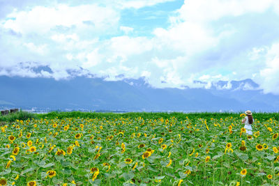 Scenic view of flowering field against sky