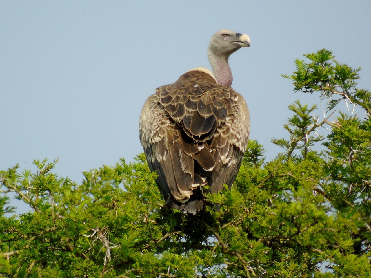 LOW ANGLE VIEW OF BIRD PERCHING ON PLANT AGAINST SKY