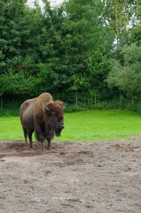 Bison standing, front view