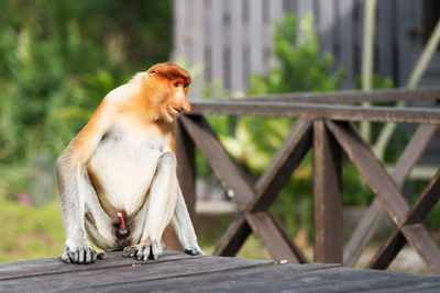 Monkey sitting on wooden railing
