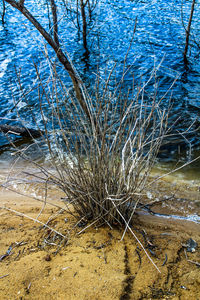 Scenic view of lake