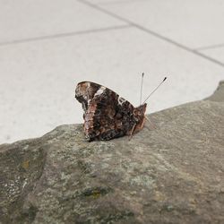 Close-up of butterfly on rock