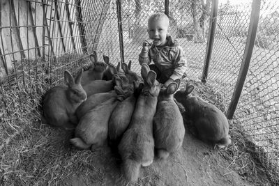 Portrait of by eating carrot while crouching by rabbits