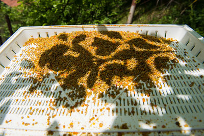 High angle view of food on plant
