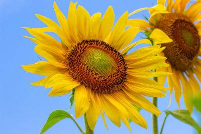 Close-up of sunflower