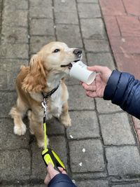 Dolly enjoying her puppiccino.