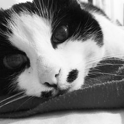 Close-up portrait of cat