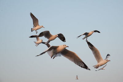 Low angle view of seagulls flying