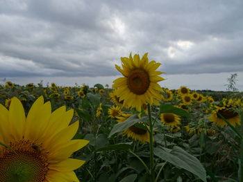 Close-up of sunflower on field against cloudy sky